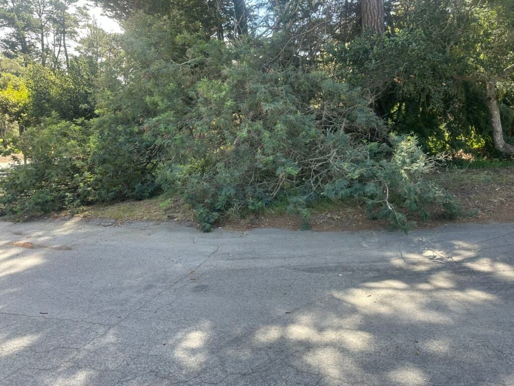 Despeje de camino por rama caída — Carmel, California — BEFORE
