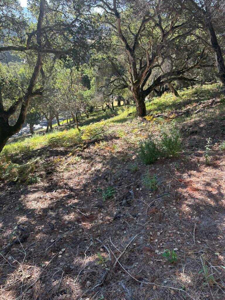 Weed Abatement Prunedale, California — BEFORE