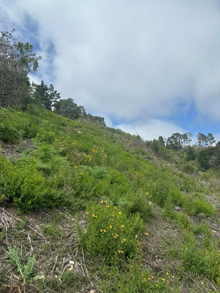 Weed Abatement Carmel, California — BEFORE