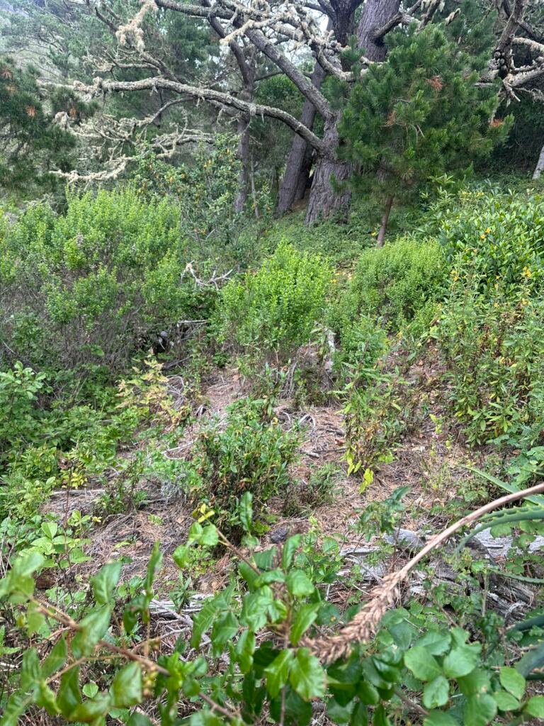 Weed Abatement Carmel, California — BEFORE