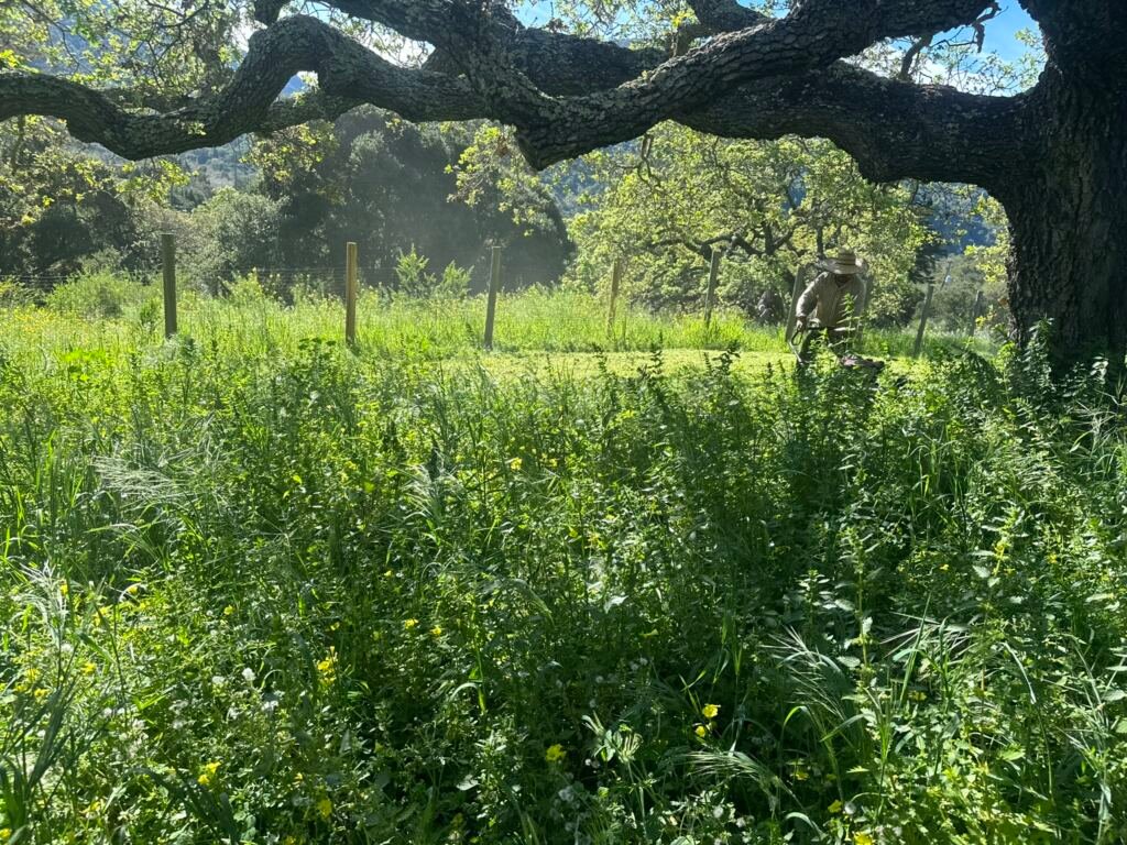 Weed Abatement Carmel Valley Village, California — BEFORE