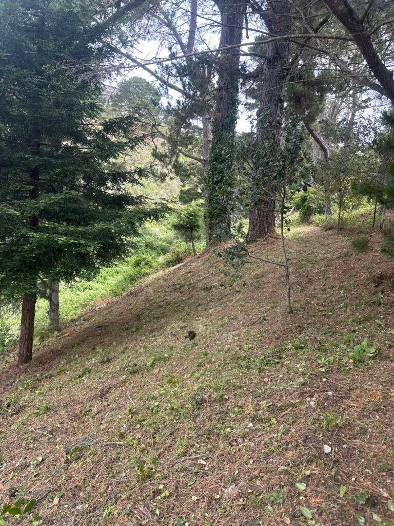 Weed Abatement Carmel, California