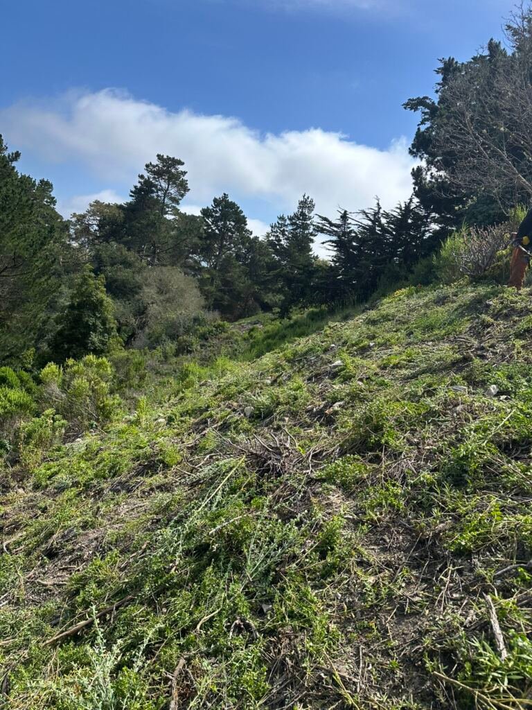 Weed Abatement Carmel, California