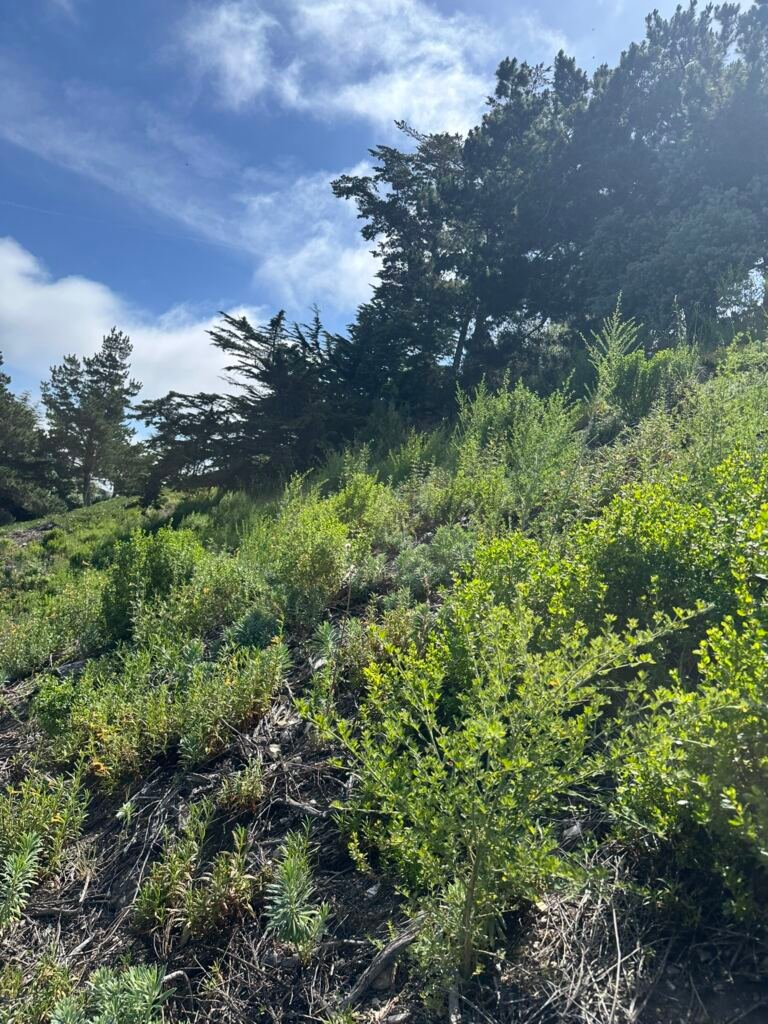Weed Abatement Carmel, California — BEFORE