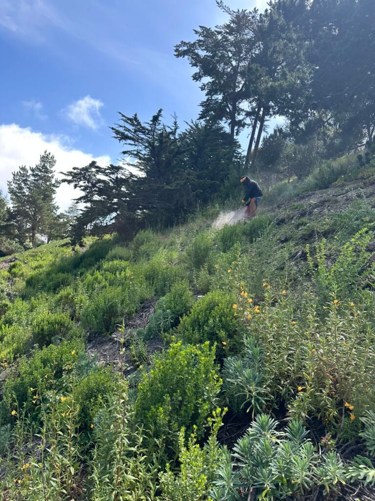 Weed Abatement Carmel, California — PROCESS