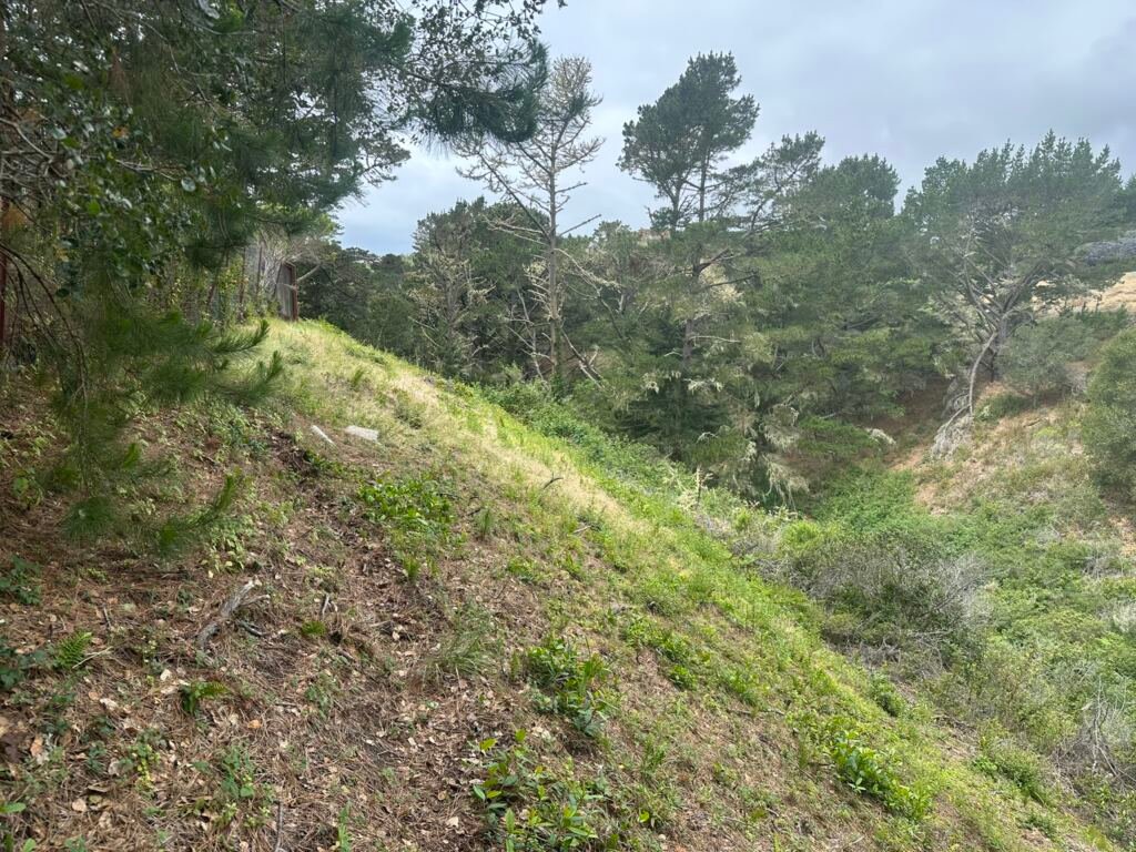 Weed Abatement Carmel, California — BEFORE