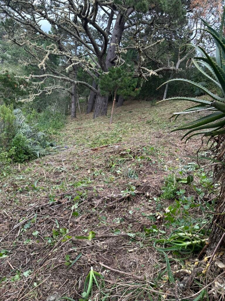 Weed Abatement Carmel, California
