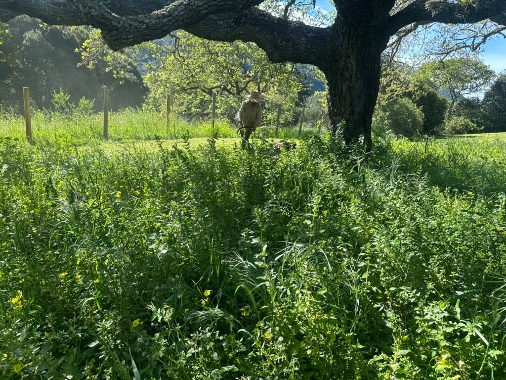 Weed Abatement Carmel Valley Village, California — PROCESS